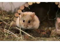 11 biểu hiện ngôn ngữ cơ thể của chuột Hamster dễ thương