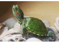 13 điều cần biết khi mua Rùa Tai Đỏ Red Eared Slider