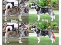 2 cách phân biệt chó Husky và Alaska đơn giản nhất