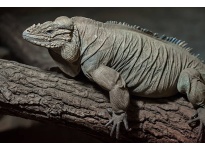 4 bước để nuôi và chăm sóc Cự Đà Tê Giác Rhino Iguana