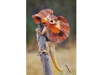 4 kinh nghiệm nuôi Thằn lằn cổ bướm Frilled Lizard