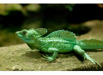 5 điều cần chú ý khi nuôi Thằn lằn cảnh Green Basilisk