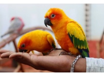 5 giai đoạn đánh dấu sự phát triển của vẹt Sun Conure non