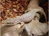 6 điều cần lưu ý cách nuôi Kỳ Đà Savannah Monitor