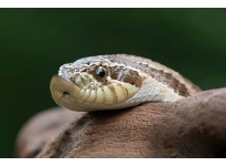 7 kiến thức cách nuôi Rắn mũi hếch Hognose Snake