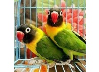 Bí quyết lựa chọn Vẹt Lovebird giống sinh sản