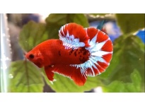 Cá Betta Red Fancy Star Một Loài Cá Độc Đáo Và Ấn Tượng