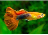 Cá Guppy Bị Nấm ? Cách Điều Trị Nhanh Dứt Điểm Cho Cá Guppy