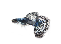 Cách Nuôi Cá Bảy Màu Rồng Tím Thái Lan – Purple Dragon Guppy