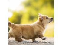 Cách nuôi chó Corgi như thế nào mới gọi là chuẩn?