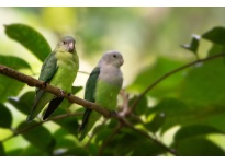 Cách nuôi dưỡng Vẹt Grey Head Lovebird 