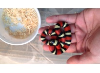 Cách nuôi Rắn Sữa Milk Snake cho người mới chơi