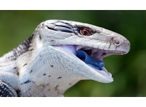 Cách nuôi thằn Thằn lằn lưỡi xanh Blue Tongue