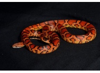 Cẩm nang cách nuôi Rắn ngô Corn Snake làm cảnh