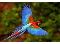 Chia sẻ bí quyết chăm sóc hàng ngày cho Vẹt Macaw