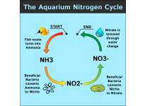Chu Trình Nitơ Của Bể Cá Cảnh Biển