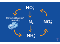 Chu trình Nitơ hoạt động như thế nào trong hệ sinh thái?