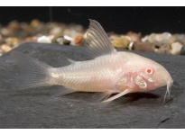 Điểm Nỗi Bật Của Cá Longfin Albino 