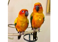 Dinh dưỡng tốt nhất cho giống Vẹt Sun Conure vui nhộn