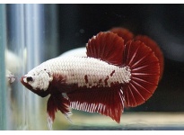 Giá Cá Betta Samurai