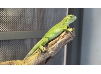 Huấn luyện và cách thuần phục Rồng Nam Mỹ Iguana