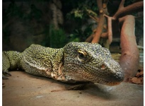 Khái quát chung toàn bộ thông tin về kỳ đà Crocodile Monitor