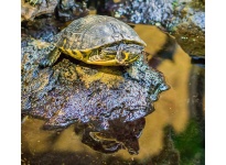 Kinh nghiệm nuôi và mua Rùa Bụng Vàng Yellow Bellied Slider