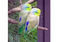 Làm thế nào để nuôi sinh sản Vẹt Parrotlet