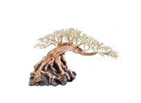 Nghệ thuật Bonsai Lũa Mini Sắc đẹp thu nhỏ trong tầm tay