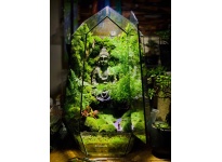 Những Lưu Ý Về Bể Terrarium Cho Người Mới Bắt Đầu