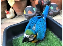 Nuôi Vẹt Macaw Blue and Gold nghìn đô đón lộc tiền tỉ