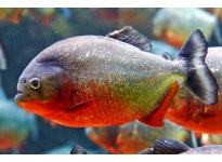 Thức ăn của Cá Piranha