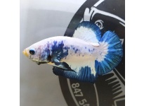 Tìm hiểu về cá betta marble