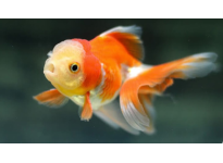 Tin Tức Cá Fantail Goldfish