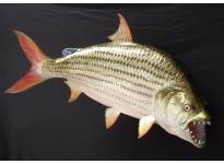 Tin Tức Về Loài Cá Hổ Tigerfish Goliath 