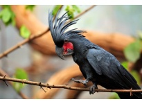 Tổng hợp kiến thức nuôi dưỡng vẹt Palm Cockatoo