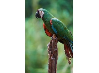 Tư liệu chi tiết về Vẹt Chestnut Fronted Macaw