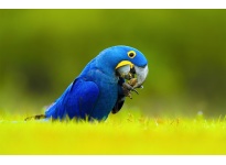 Vẹt Hyacinth Macaw với phương pháp ghép đôi cực dễ