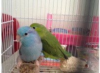 Vẹt Parrotlet và những lưu ý về thực phẩm dinh dưỡng