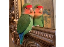 Vẹt Peach Face Lovebird và những điều cần chú ý khi cho ăn