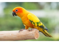 Vẹt Sun Conure non và các giai đoạn phát triển cơ bản