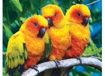 Vẹt Sun Conure sinh sản cần chăm sóc như thế nào?