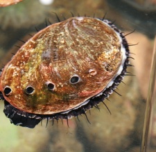 Bào Ngư - Abalone