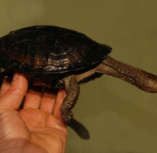 Black Spiny Necked Swamp Turtle