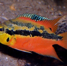 Cá Ali Ba Màu – Tricolor Cichlid