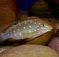 Cá Ali Bống Sao – Jeweled Goby Cichlid