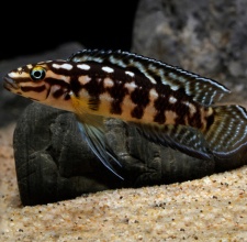 Cá Ali Chuối Sọc – Marlieri Cichlid