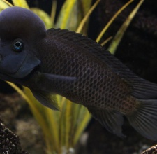 Cá Ali đầu Trâu – Buffalo Head Cichlid