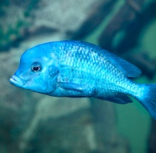 Cá Ali Heo Xanh – Moorei Cichlid