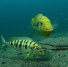 Cá Ali Hoàng Đế – Emperor Cichlid